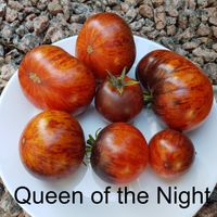 Queen of the Night - Königin der Nacht