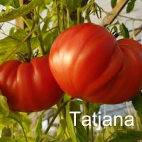 Tatjana