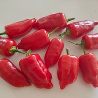 Chili Aji Benito  15-25 000 SHU