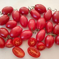 Almaatinskij Tulpan röd