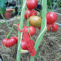 Altajskij Rannij (Altaj Tidig)