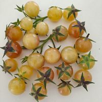 Amethyst Cream cherry 