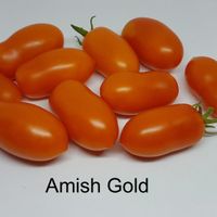 Amish Gold