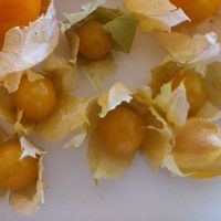 Ananas Physalis