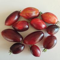 Antho Pink Panther Dwarf