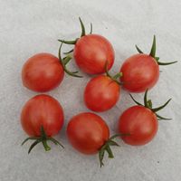 Artisan Pink Bumblebee