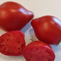 Aunt Svarlo Polish Plum