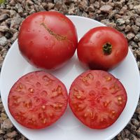 Azure Giant - Lazurnyj Gigant