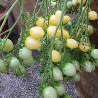 Barry's Crazy Cherry