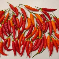 Chili Basket of Fire,  70.000-80.000 Scoville