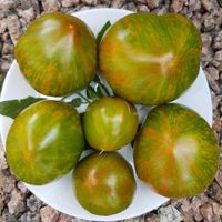 Berkeley Tie Dye Green