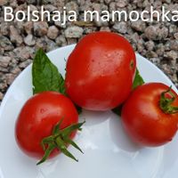Bolshaja Mamochka