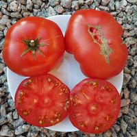 Brandywine OTV (Off the Vine)