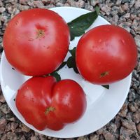 Brave General - Bravyj General