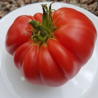 Bull's Balls - Couilles De Taureau