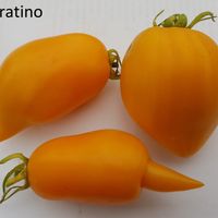 Buratino (Pinocchio)