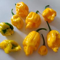 Chili Carolina Reaper yellow, 1,2-2,2 mln SHU