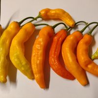 Chili Aji Ahuachapan orange 2.500-5.000 Scoville