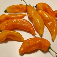 Chili Aji Amarillo 30 000–50 000 SHU