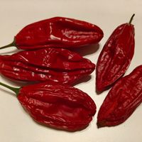 Chili Aji Chicotillo 2.000-5.000 SHU