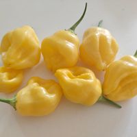 Chili Aji Fantasy 5-10,000 SHU