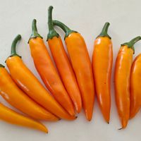 Chili Bulgarian Carrot 10,000-20,000 SHU 