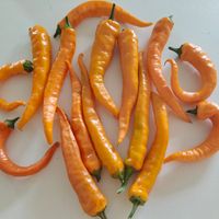 Chili Cayenne Orange 35.000 SHU