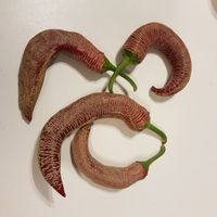 Chili Elephant Pepper, 1.000-5.000 Scoville