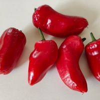 Chili Jalapeno Conchos 2 500 – 8 000 SHU