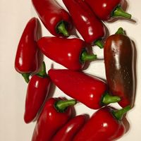 Chili Jalapeno Zapotec 2,5-10 000 SHU