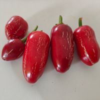Chili Jalapeno Zapotec 2,5-10 000 SHU