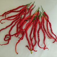 Chili Long Horn, 15.000-20.000 SHU