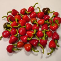 Chili Satan's Kiss, 30.000-50.000 SHU