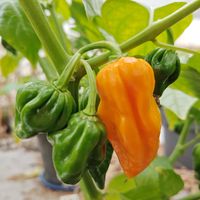 Chili Trinidad Scorpion Yellow Cardi 1 200 000–1 800 000 SHU 