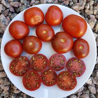 Chocolate Cherry Brownie Tomato