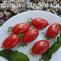 Chocolate Striped Icicle