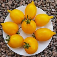 Tsitrosovyj Sad - Citrus Garden