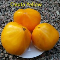 Cleota Yellow