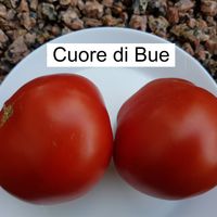 Cuore de Bue