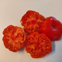 Costoluto Fiorentino