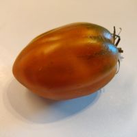 Cresta di Fuoco Ochre