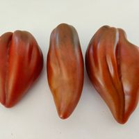 Cuban Pepper-like black