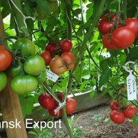 Dansk Export