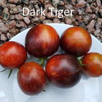 Dark Tiger