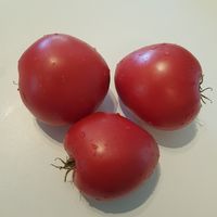 Domashneje Bychje Serdze 