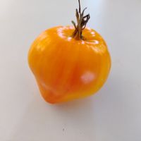 Domashnije Serdza Gonsiorovskih