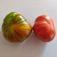 Don's Double Delight