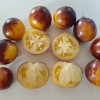 Dvojnaja Zizn Kolobka