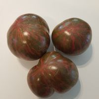 Dwarf Tennessee Suited