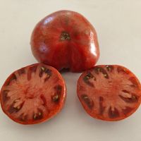 Dwarf Adelaide Festival